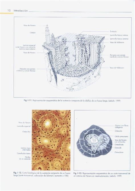 Anatomia de los animales Domesticos Köning TOMO 1 SPG pdf