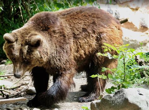 Trfihi Parks Parks Alpenzoo Innsbruck