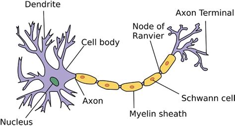 What Is The Difference Between Schwann Cell And Myelin Sheath Pediaacom