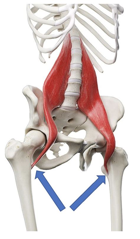 Dr Pribut On Iliopsoas Tendonitis And Iliopsoas Syndrome Images And