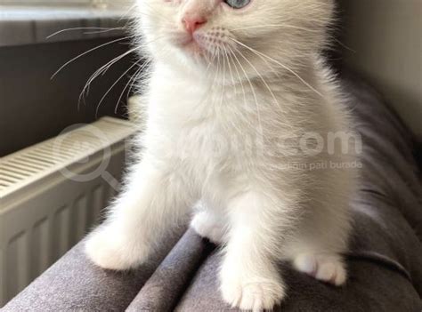 Scottish Fold Beyaz Kedi