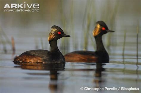 Podiceps Nigricollis Black Necked Grebe Swartnekdobbertjie