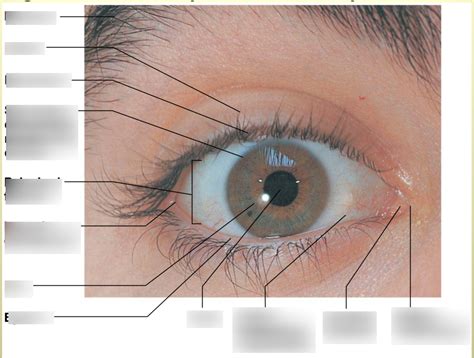 The Eye Accessory Structures Diagram Quizlet