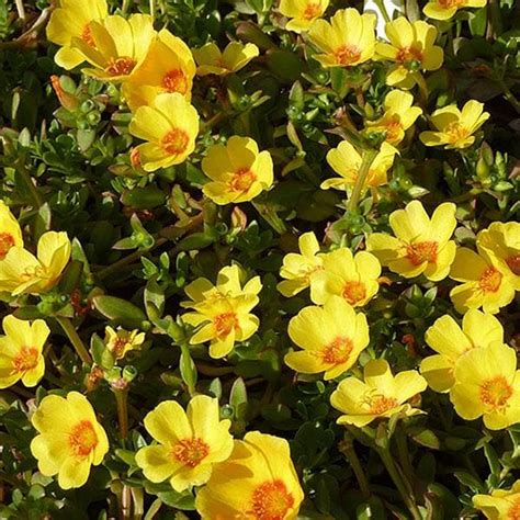 Buy Portulaca 10 O Clock Yellow Plant Online From Nurserylive At