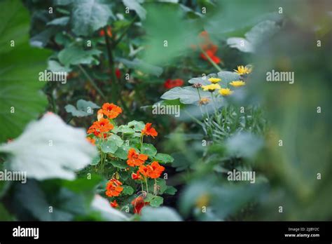 Nasturtiums, companion plants, growing as a trap crop for attracting ...