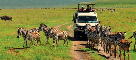 Tanzania Safaris Safari Tanzania Tours In Tanazania