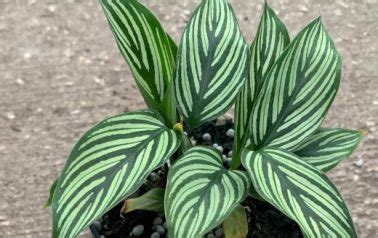 Calathea Vittata How To Grow And Care Guide Sumo Gardener