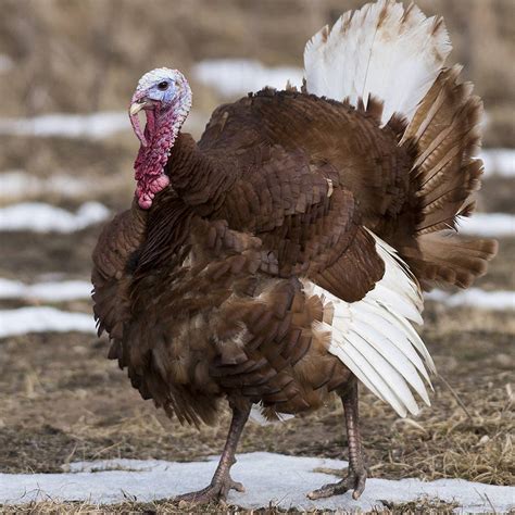 Bourbon Red Turkey