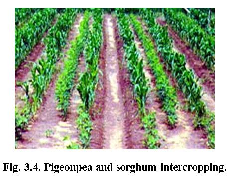 Soil Conservation Methods