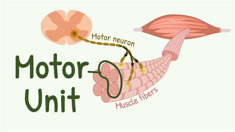 Motor Unit Motor Neurons And Skeletal Muscle Fibers Recruitment