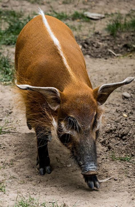 469 Brush Pig Stock Photos Free And Royalty Free Stock Photos From