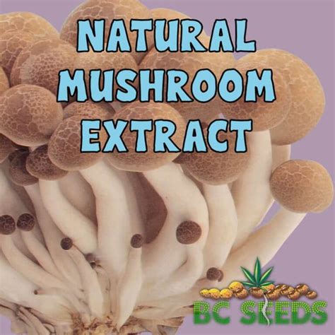 Natural Mushroom Extract How Psilocybin And Psilocin Work