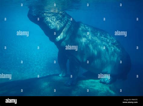 NOT 1082840 NILE HIPPOPOTAMUS UNDERWATER Hippopotamus amphibius Stock Photo - Alamy