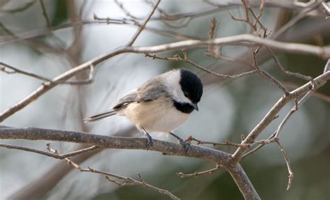 How the Potomac River shapes local wildlife — Potomac Conservancy