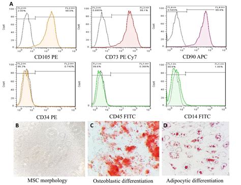 Isolation Of Mesenchymal Stem Cells Mscs From Whartons Jelly Wj Tissue Of Human Umbilical