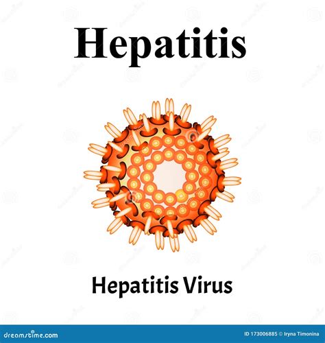 Hepatitis Virus Structure Viral Infection Hepatitis Sexually