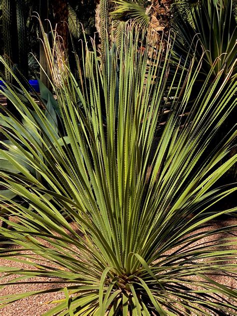 Jardin Majorelle Marrakesch Marokko Kpmue Flickr