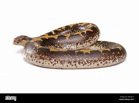 Kenyan Sand Boa Gongylophis Colubrinus Adult Rolled Stock Photo Alamy