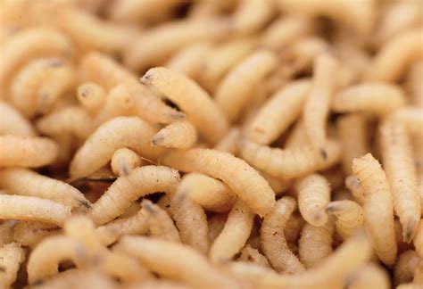 Maggots In Fast Food