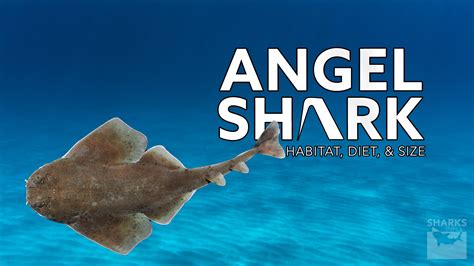 Angel Shark | Habitat, Diet, and Size – sharksinfo.com