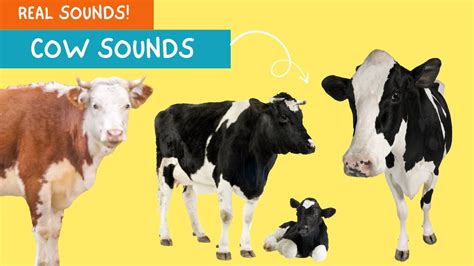 Cow Sounds Moo Tastic Fun And Friendly Cow Melodies For Kids Youtube