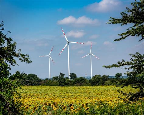 Turbinas E Licas E Campo De Girassol Em Frente A Energias Renov Veis E