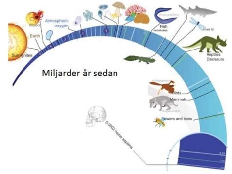 Skolbanken Livets Utveckling Och Anpassningar I Naturen K Biologi