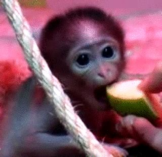 Babies Monkeys GIF by Cheezburger - Find & Share on GIPHY