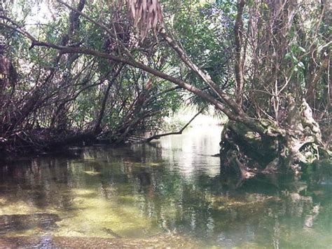 Juniper Springs Paddling, Ocala National Forest. E-Z Map, 40+ Photos.