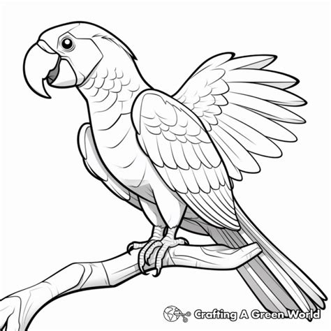 Scarlet Macaw Coloring Pages Free And Printable