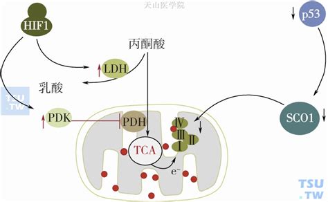 【附图】hif 1和p53对线粒体氧化磷酸的调节肿瘤恶液质 天山医学院