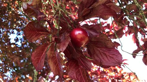 Purple Leaf Plum Fruit And Leaves June 2020 Youtube