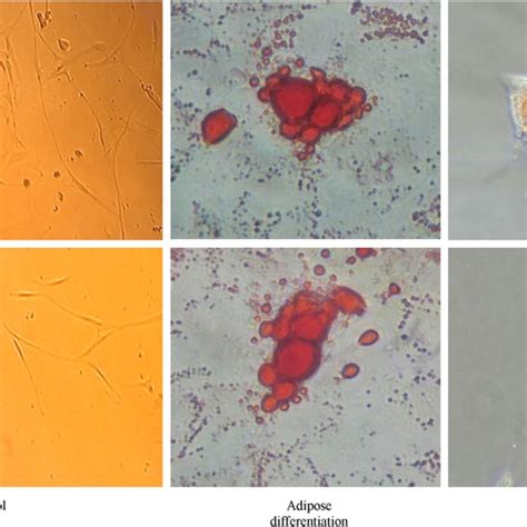 Differentiation Potential Of T Mscs And N Msc Differentiation Into