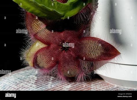 Hairy Starfish Hi Res Stock Photography And Images Alamy