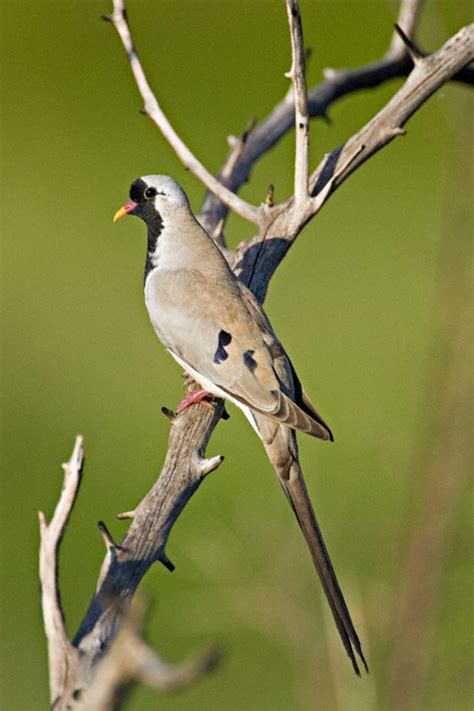 Namaqua Dove Oena Capensis