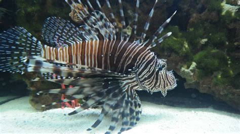 Taming The Lionfish Florida Fights Back Against Invasive Species Cnn