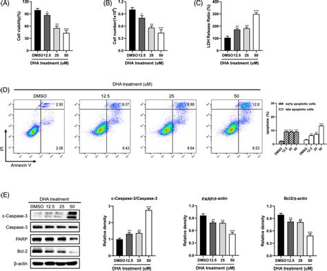 DHAinduced Apoptosis Of A549GR Cells In A Concentrationdependent