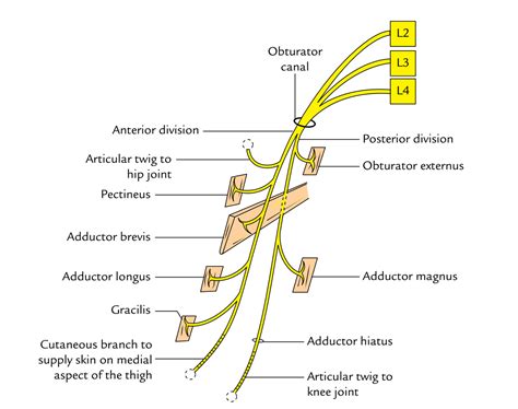 Obturator Nerve Anatomy