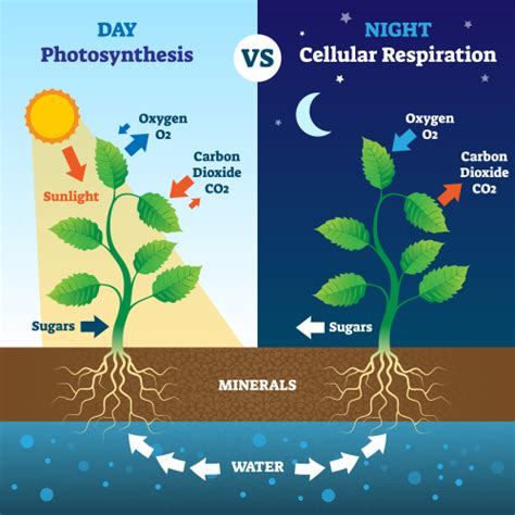 Explain the Role of the Leaf in Photosynthesis Worksheet - EdPlace