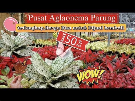 Update Terbaru Agen Aglaonema Terlengkaptanian Lokal Dan Termurah