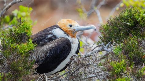 Premium Photo The Juvenile Of A Magnificent Frigatebird Fregata