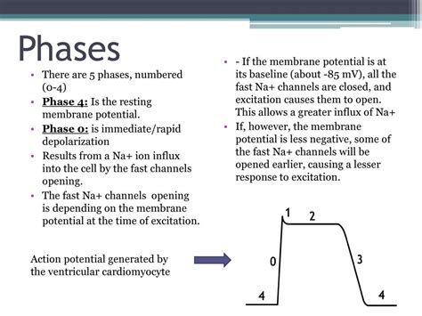 Cardiac Action Potential Steps