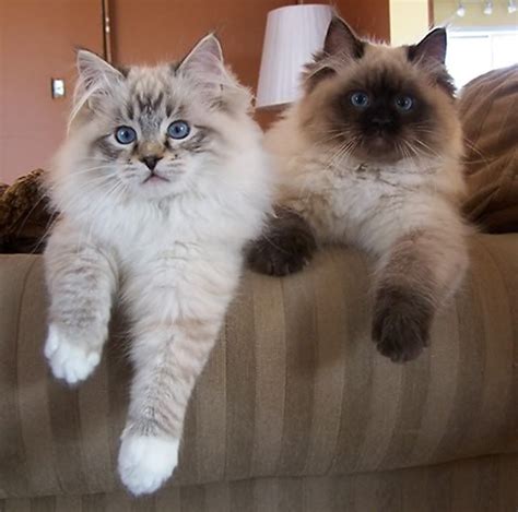 Ragdoll Fluffy Cat Breeds - Pets Lovers