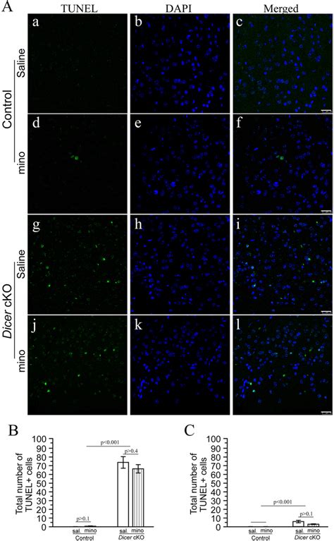 Minocycline Did Not Inhibit Apoptosis In Dicer CKO Mice A TUNEL And