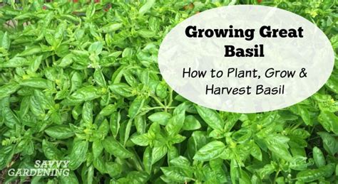 Growing Basil In Gardens Raised Beds And Containers