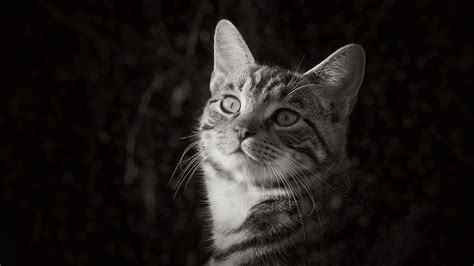 Cat Pet Black And White Dark Background K Hd Dark Background