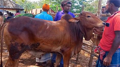 আজ ৪ অক্টোবর নরসিংদির খামারী কেমন দামে মাংসের ওজন সহ বড় বড় ষাঁড়