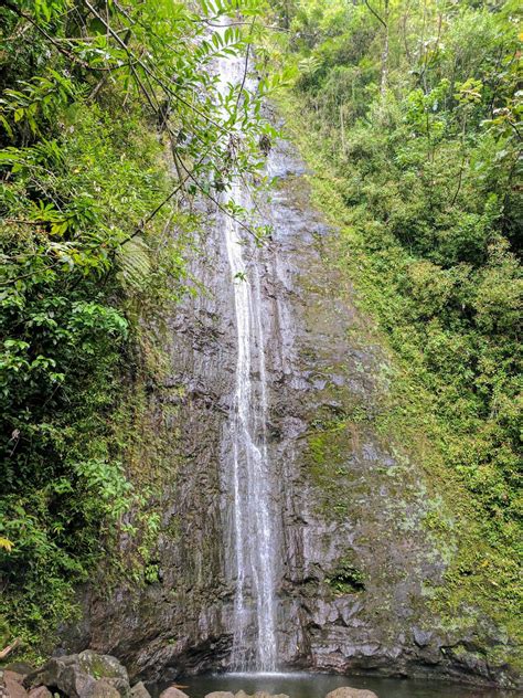 Manoa Falls Trail - Aloha Secrets