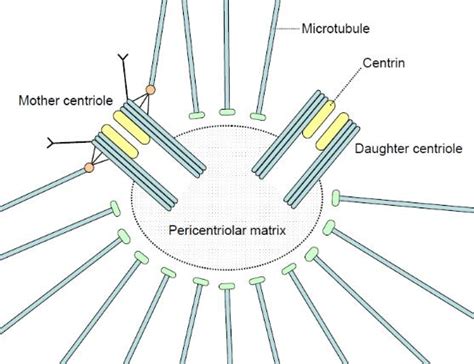 centrosome