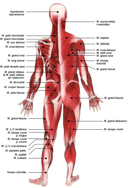 Anatomie Atlas Du Corps Humain Muscles Vue Dorsale Doctissimo